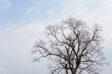 leafless tree with sky and white clouds, abstract background