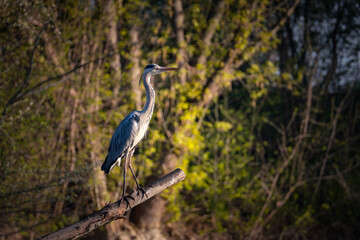 Grey Heron (lat. Ardea cinerea)
