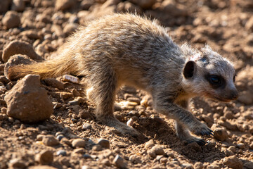 Fototapeta premium Meerkat pup/baby in captivity at the zoo