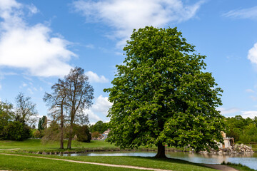 Trees in the park