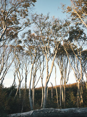 B&auml;ume am Weststrand