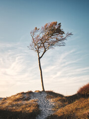 B&auml;ume am Weststrand