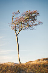 B&auml;ume am Weststrand