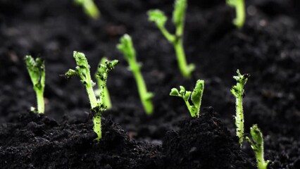 Nature, Growing plants in timelapse, Sprouts Germination newborn chickpeas Seed