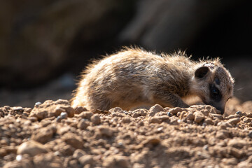 Meerkat pup/baby in captivity at the zoo