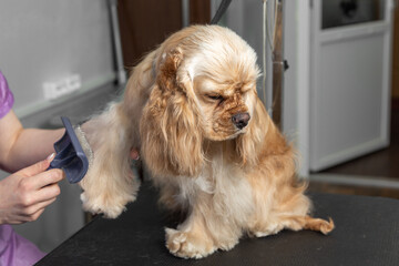 Pet grooming. Red American Cocker Spaniel combing the fur on his paw. 