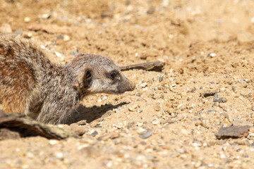 Meerkats in captivity at the zoo