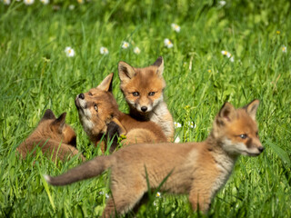 Family of Foxes