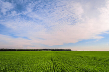 Green field of young sprouts of winter wheat and the edge of the forest on the horizon