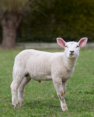 Lamb of white Flemish sheep in Spring