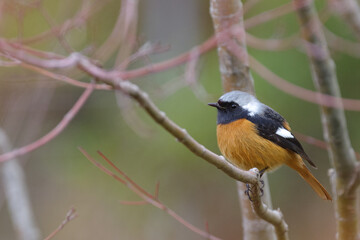 Fototapeta premium ジョウビタキのオスを東京赤坂の東京ミッドタウンで観察する