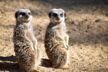 Meerkats in captivity at the zoo