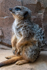 Meerkats in captivity at the zoo