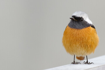 文字スペースのあるジョウビタキオスの構図