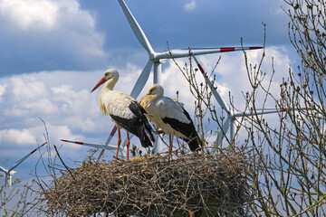 Closeup of stork couple in nest, blue sky and wind turbines background - sustainable nature...