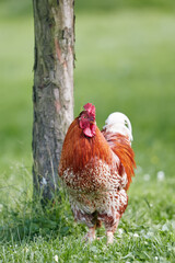 Red rooster free range in garden