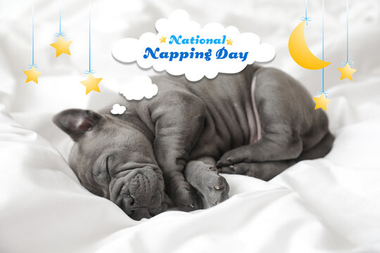 Cute puppy sleeping on bed. National Napping Day