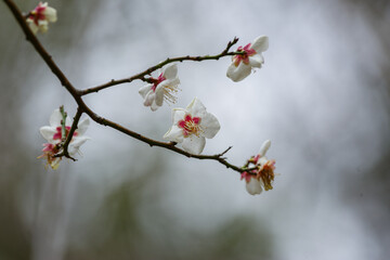 文字スペースのある早春の白梅