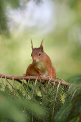 Close up of European brown red squirrel