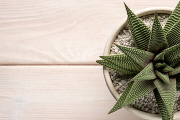 Succulent in pot on wooden table background. Copy space.