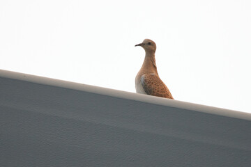 Junge Turteltaube (Streptopelia turtur) 