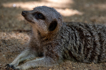 Meerkats in captivity at the zoo