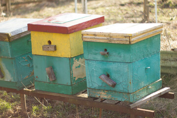 bee hives in the field