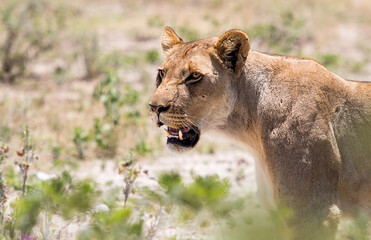 Fototapeta na wymiar wild lioness in african savannah