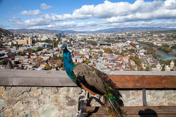 Old Tbilisi city view with peacock