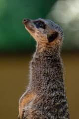 Meerkats in captivity at the zoo