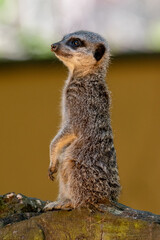 Meerkats in captivity at the zoo