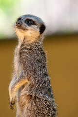 Meerkats in captivity at the zoo