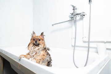 Pet grooming. Cute wet red pomeranian stands in a white bathroom. High quality photo