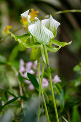 Obraz premium Beautiful blooming orchid Paphiopedilum maudiae