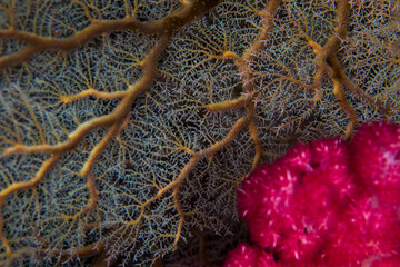 伊豆　ダイビング　カラフル　魚　珊瑚
