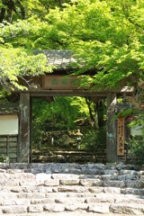 日本の春の美しい風景　高源寺の惣門と新緑の楓(兵庫県丹波市)