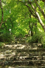 日本の春の美しい風景　高源寺の新緑の楓(兵庫県丹波市)