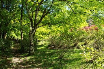 日本の春の美しい風景　高源寺の新緑の楓(兵庫県丹波市)