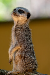 Meerkats in captivity at the zoo