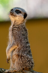 Meerkats in captivity at the zoo