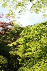 Fototapeta premium 日本の春の美しい風景 高源寺の新緑の楓(兵庫県丹波市)
