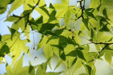 透き通る新緑の楓の接写