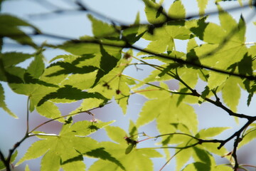 Fototapeta premium 透き通る新緑の楓の接写