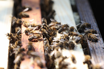 Closeup of worker bees bringing pollen to hive on paws