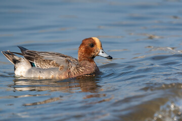 Female Mallard (Anas platyrhynchos) swimming by the sea