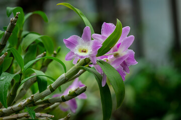 Blooming beautiful orchid flowers in a tropical greenhouse, nature and gardening