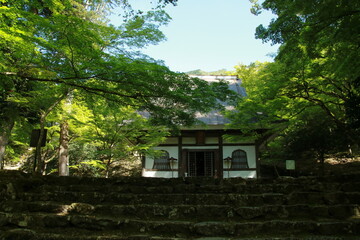 日本の春の美しい風景　高源寺の新緑の楓(兵庫県丹波市)