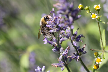 Bumblebee on lavender in blooming field in summer