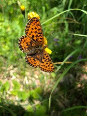 A small butterfly