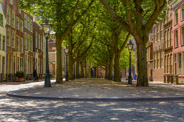 Obraz premium Tree lane on the Hooglandse Kerkgracht in Leiden, the Netherlands